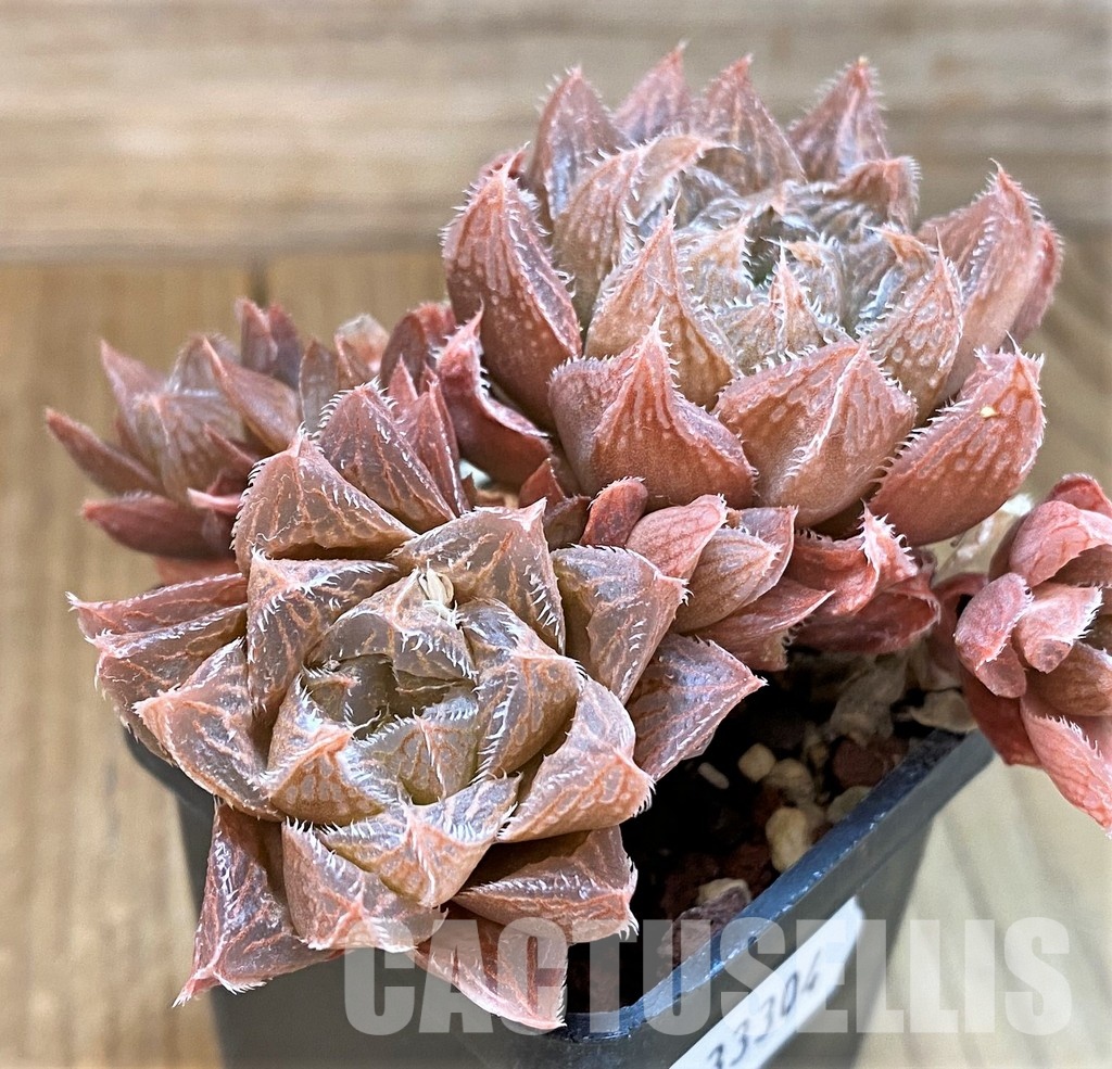 SH33304 Haworthia pygmaea x cooperi