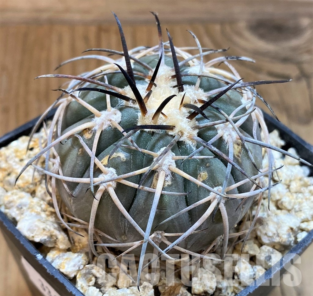 DPYAR33625 Gymnocalycium spegazzinii KP2058 - Image 2