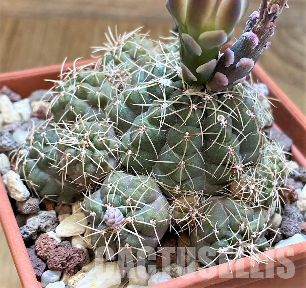 YAR33626 Gymnocalycium andreae v. grandiflorum VG833 - Image 3
