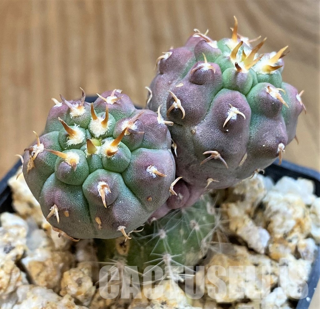 YAR33627 Gymnocalycium vatteri var. unguispinum, grafted - Image 2
