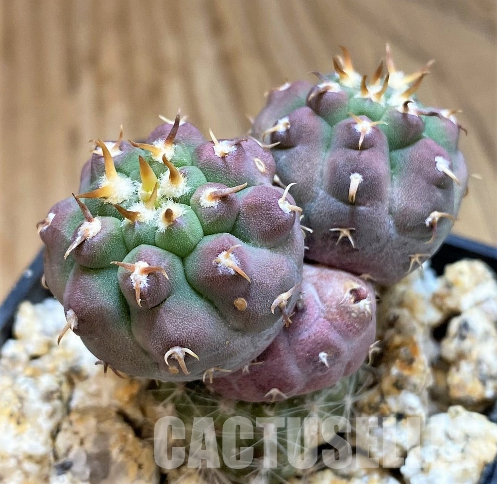 YAR33627 Gymnocalycium vatteri var. unguispinum, grafted