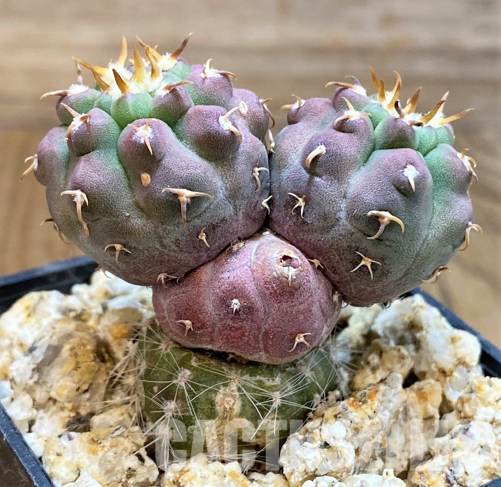 YAR33627 Gymnocalycium vatteri var. unguispinum, grafted - Image 3