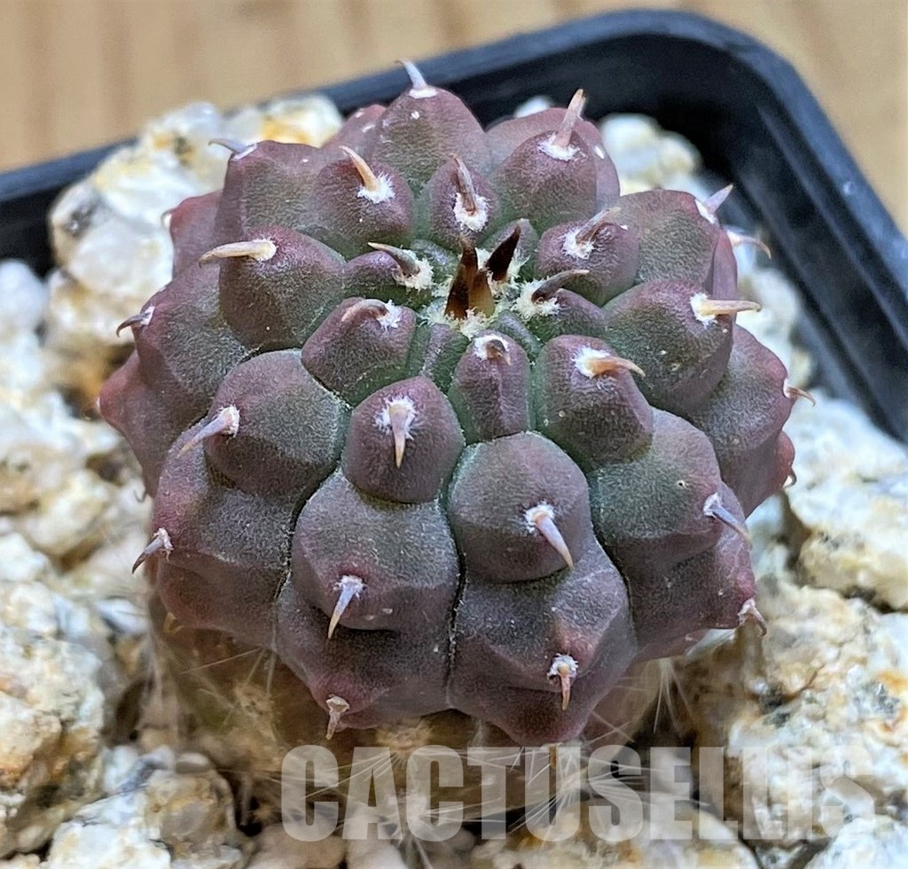 YAR33628 Gymnocalycium vatteri var. unguispinum, grafted