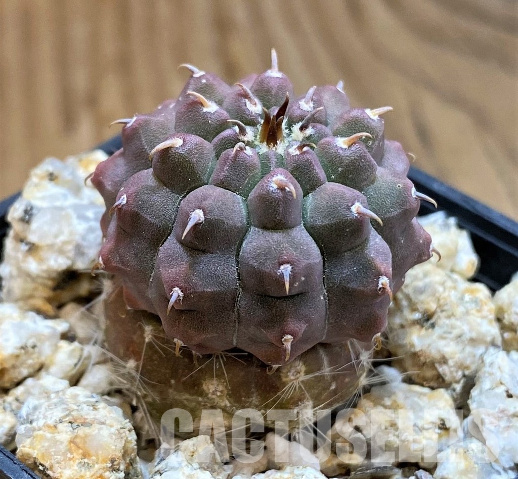 YAR33628 Gymnocalycium vatteri var. unguispinum, grafted - Image 3