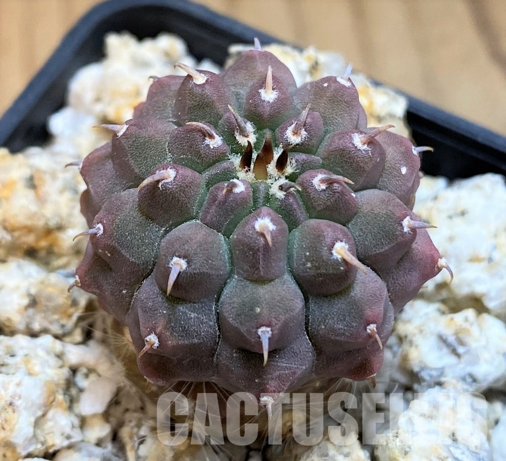 YAR33628 Gymnocalycium vatteri var. unguispinum, grafted - Image 2