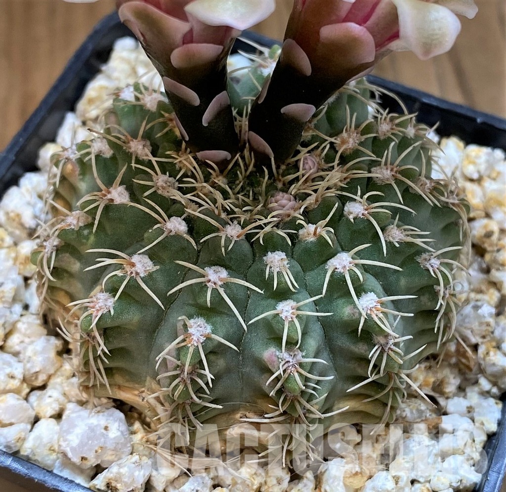 DPYAR33623 Gymnocalycium stellatum v. albispinum R103A - Image 2