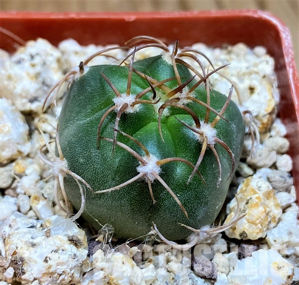 YAR33630 Matucana pujupatii, clon1 - Image 3