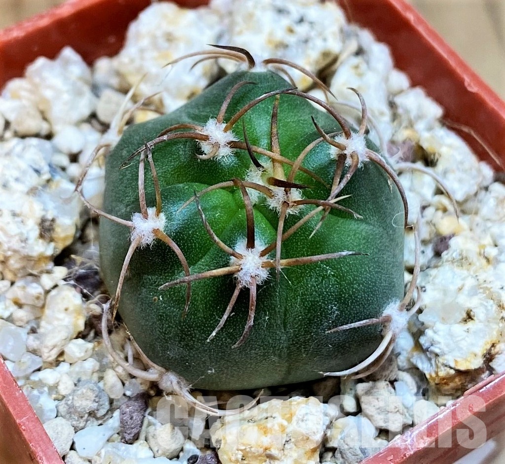 YAR33630 Matucana pujupatii, clon1