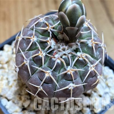 YAR33632 Gymnocalycium paucispinum, grafted