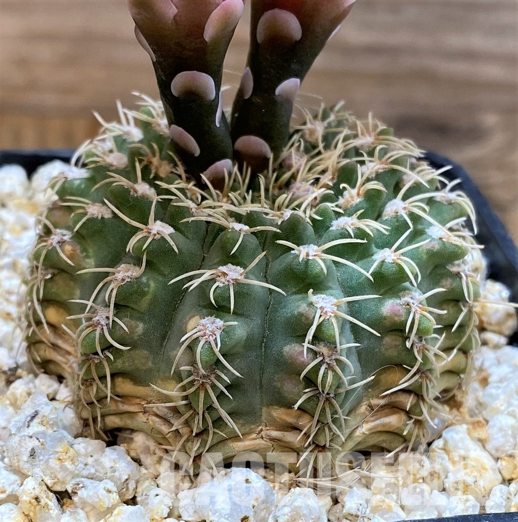 DPYAR33623 Gymnocalycium stellatum v. albispinum R103A - Image 3