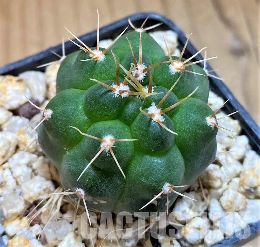 YAR33633 Gymnocalycium capillaense v. mucidum GN 91-383/1281