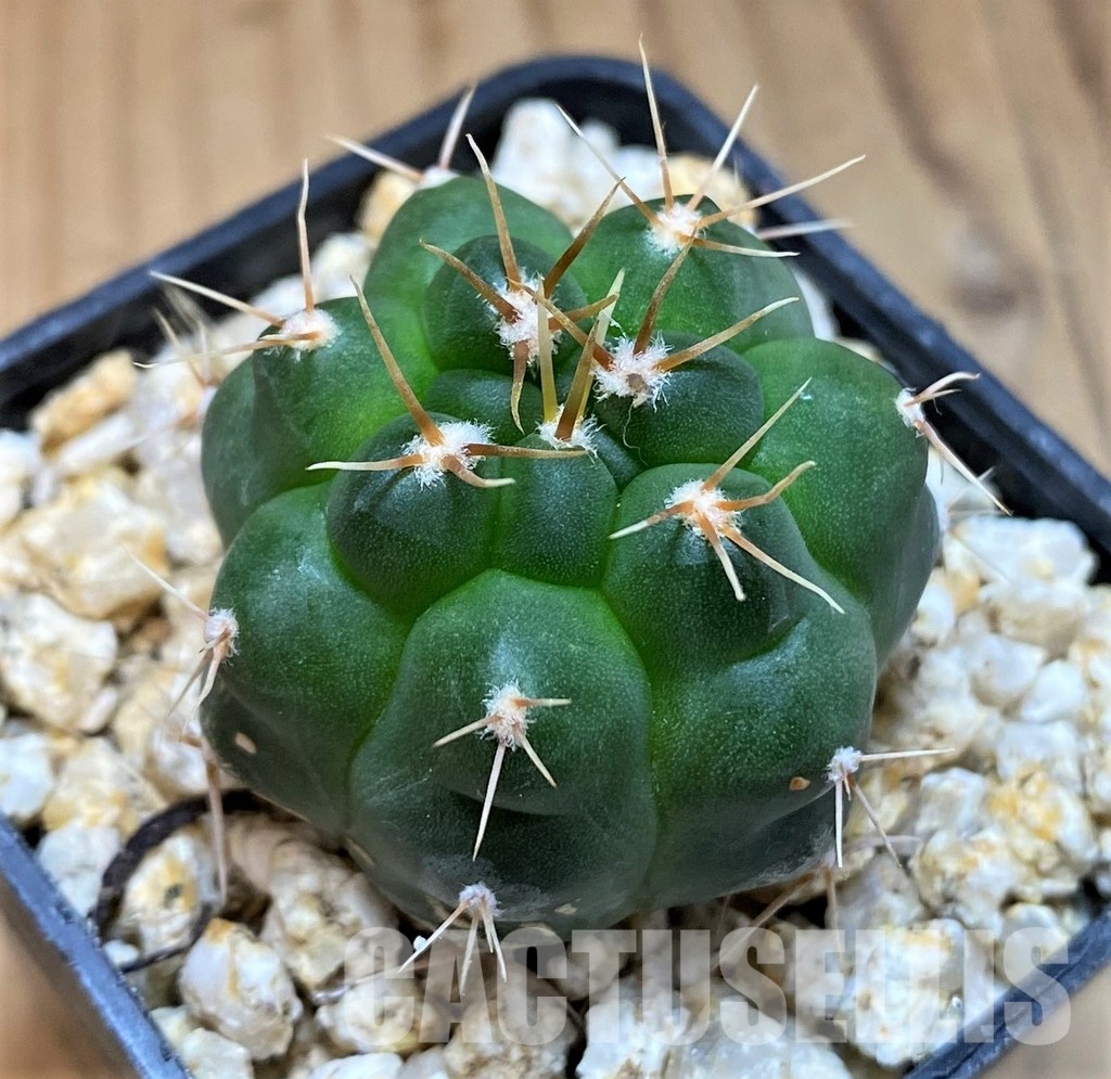 YAR33633 Gymnocalycium capillaense v. mucidum GN 91-383/1281 - Image 2