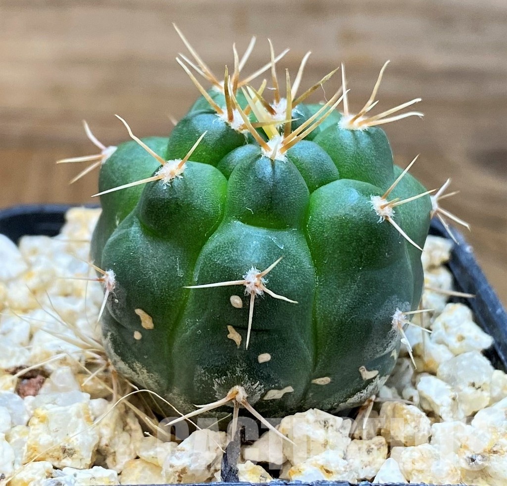 YAR33633 Gymnocalycium capillaense v. mucidum GN 91-383/1281 - Image 3