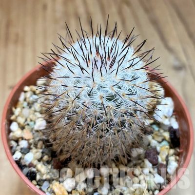 YAR33634 Mammillaria elegans