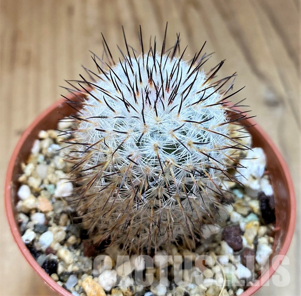 YAR33634 Mammillaria elegans