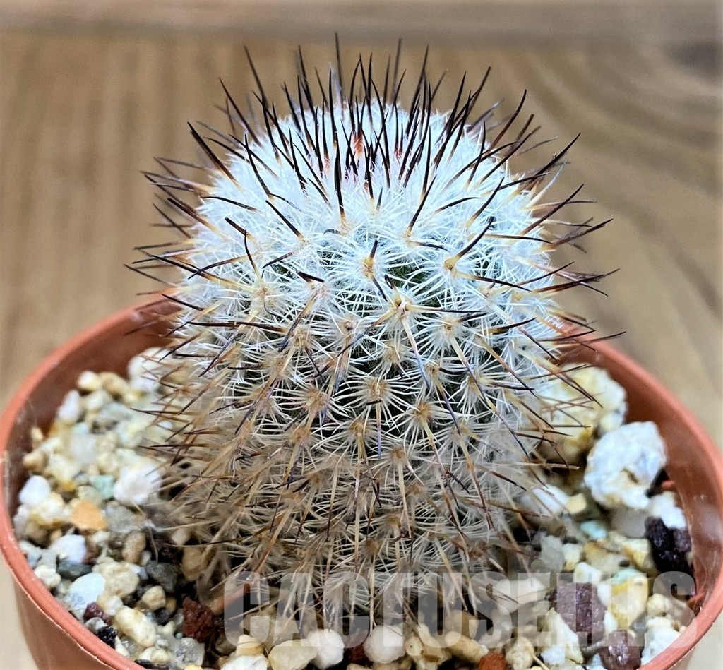 YAR33634 Mammillaria elegans - Image 2