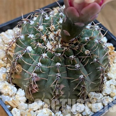 DPYAR33624 Gymnocalycium stellatum v. kleinianum VG269