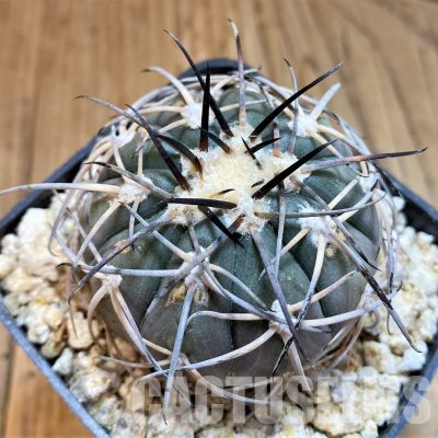 DPYAR33625 Gymnocalycium spegazzinii KP2058