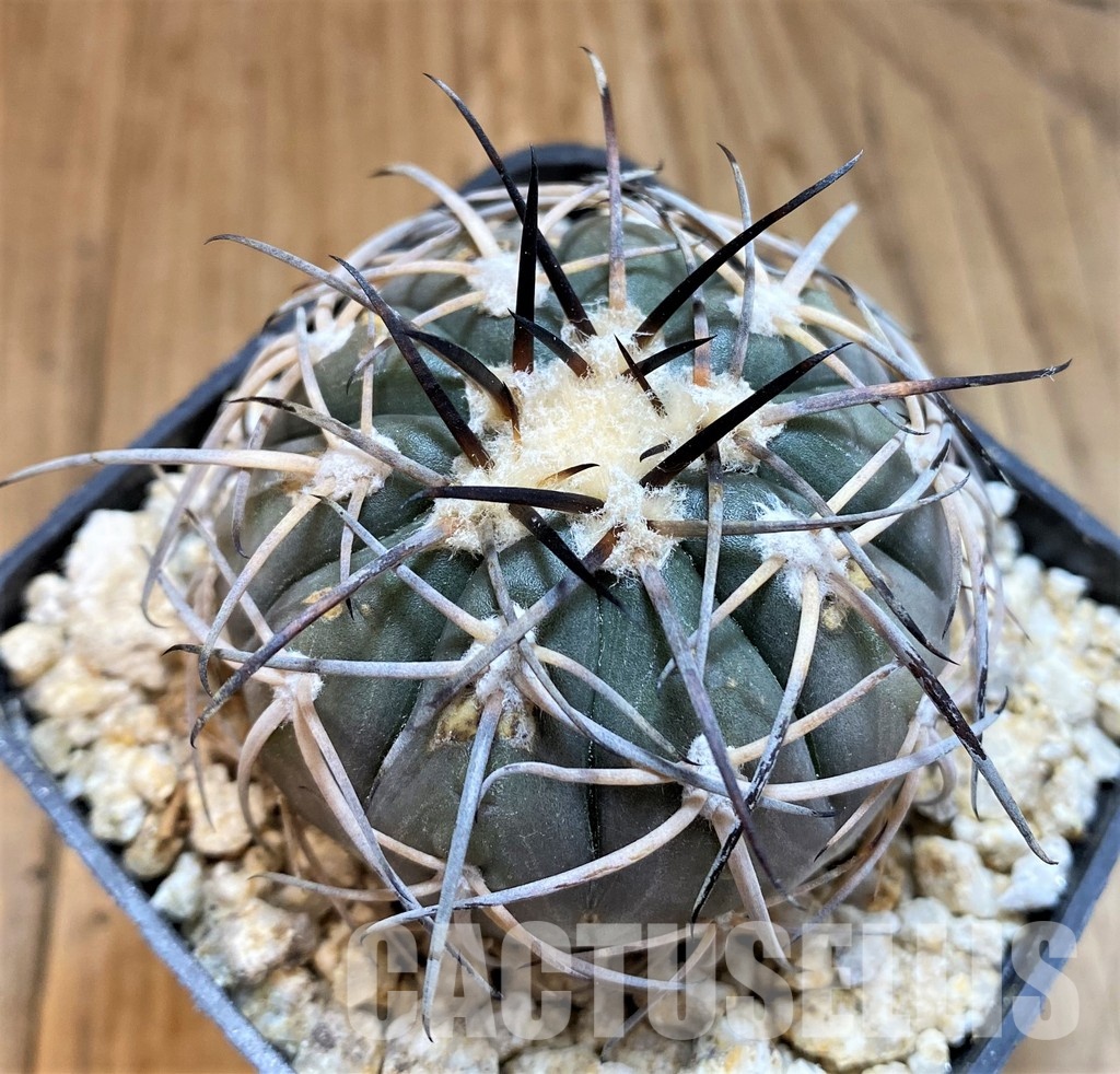 DPYAR33625 Gymnocalycium spegazzinii KP2058