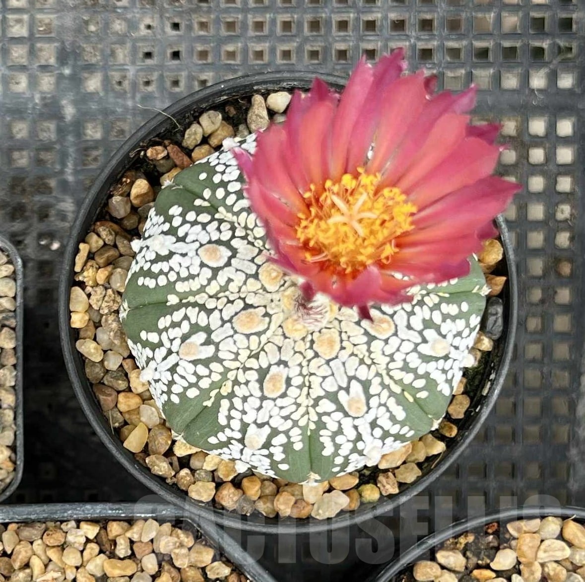 SH23692 Astrophytum asterias ‘Super Kabuto Akabana' - Image 3