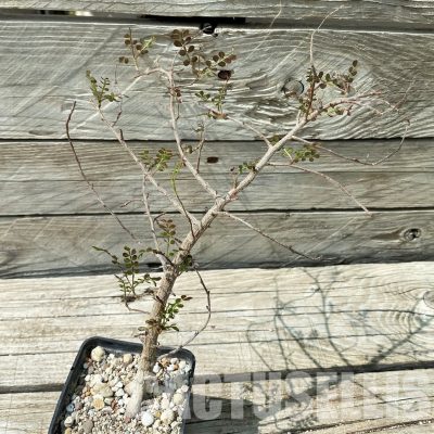 YAR34028 Operculicarya decaryi