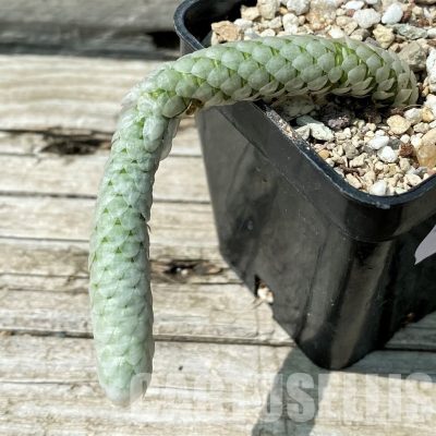 YAR34026 Avonia papyracea