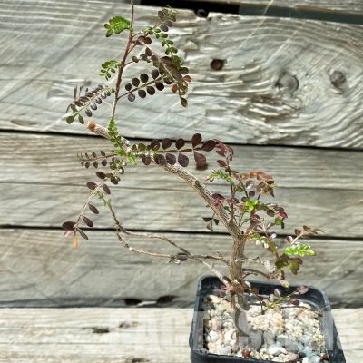 YAR34027 Operculicarya decaryi