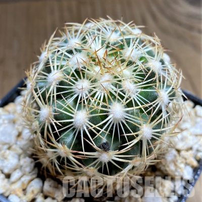YAR34714 Coryphantha radians