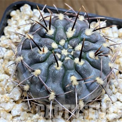 YAR34720 Gymnocalycium striglianum ssp. aeneum