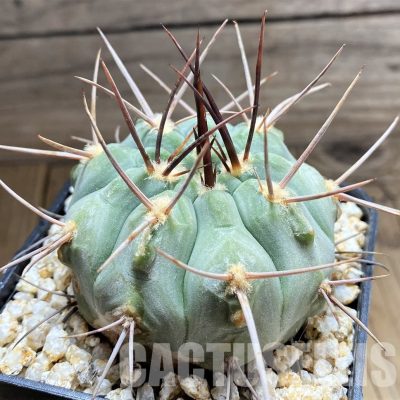 YAR34721 Gymnocalycium castellanosii v. bozsingianum P 205