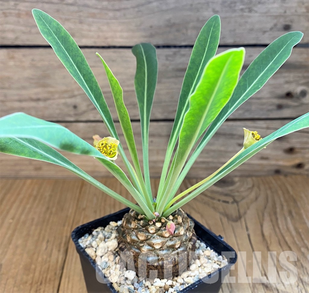 SH27910 Euphorbia bupleurifolia
