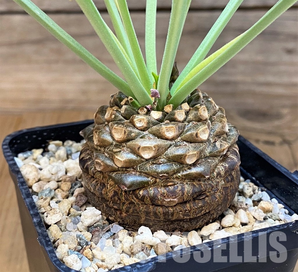 SH27910 Euphorbia bupleurifolia - Image 2