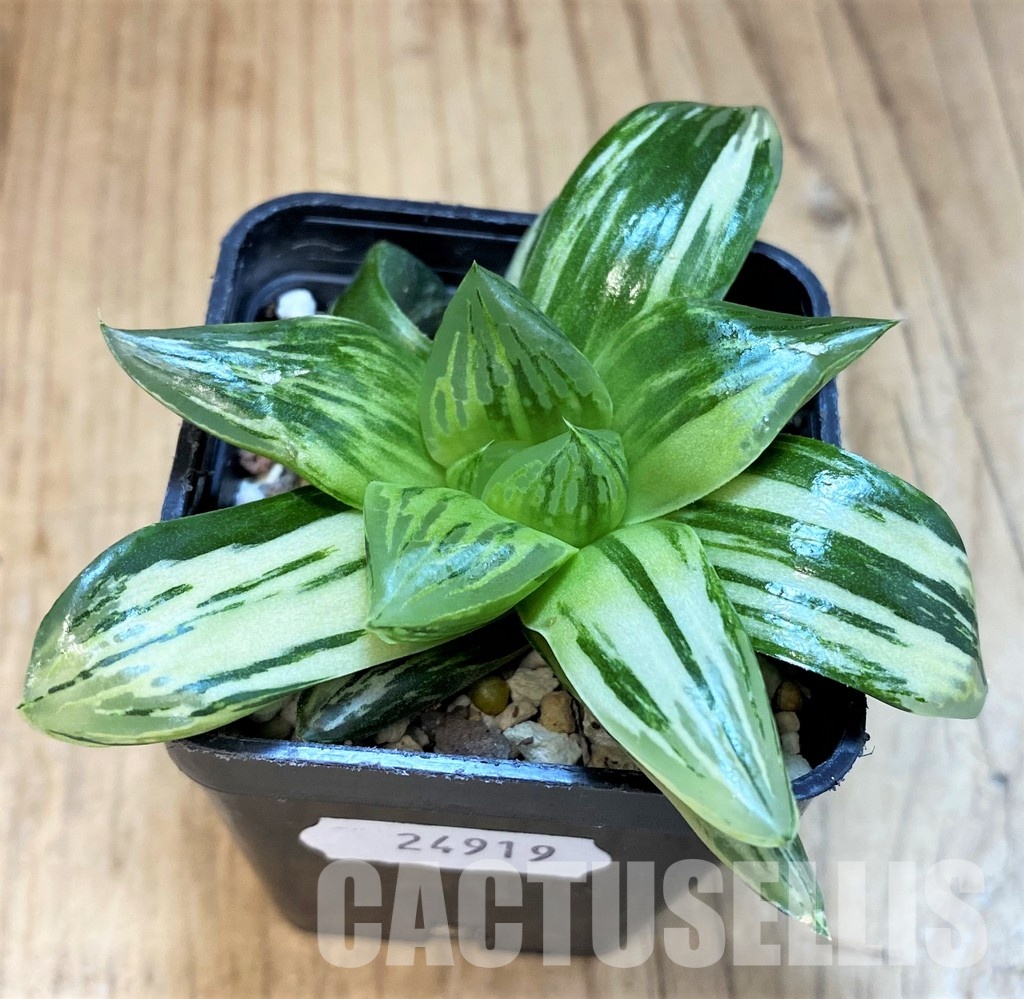 SH24919 Haworthia obtusa f. variegata RU2, seedling - Image 2