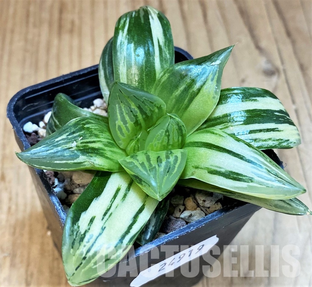 SH24919 Haworthia obtusa f. variegata RU2, seedling