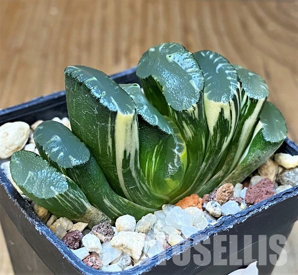SH14743 Haworthia truncata f. variegata -Japan-