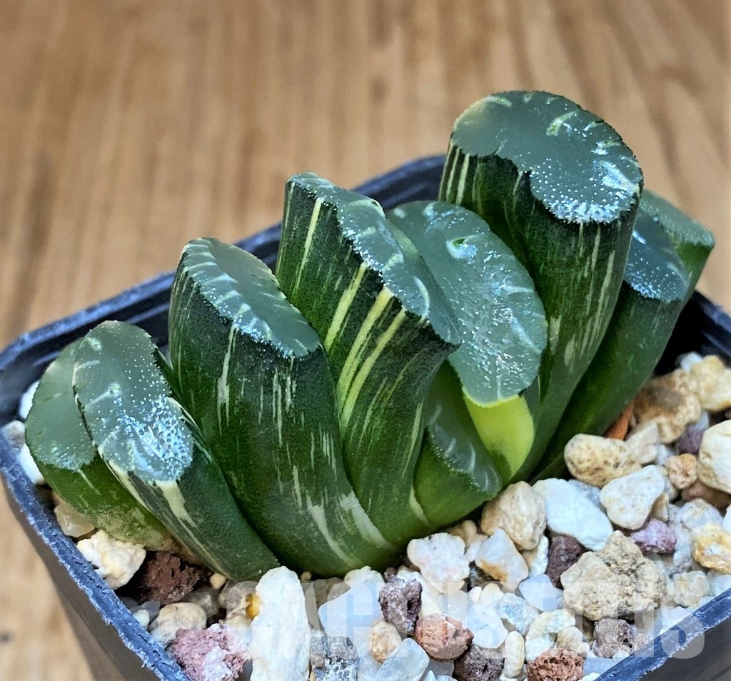SH14743 Haworthia truncata f. variegata -Japan- - Image 2