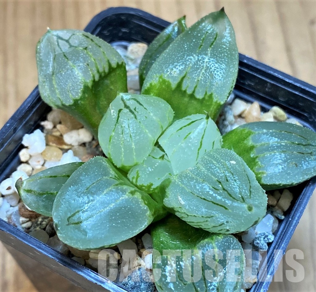SH17138 Haworthia comptoniana mutant 'Corn Poppy' - Image 3