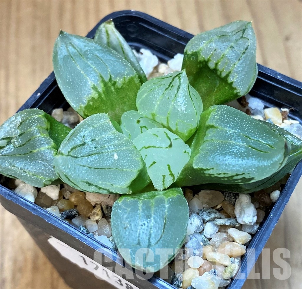 SH17138 Haworthia comptoniana mutant 'Corn Poppy'