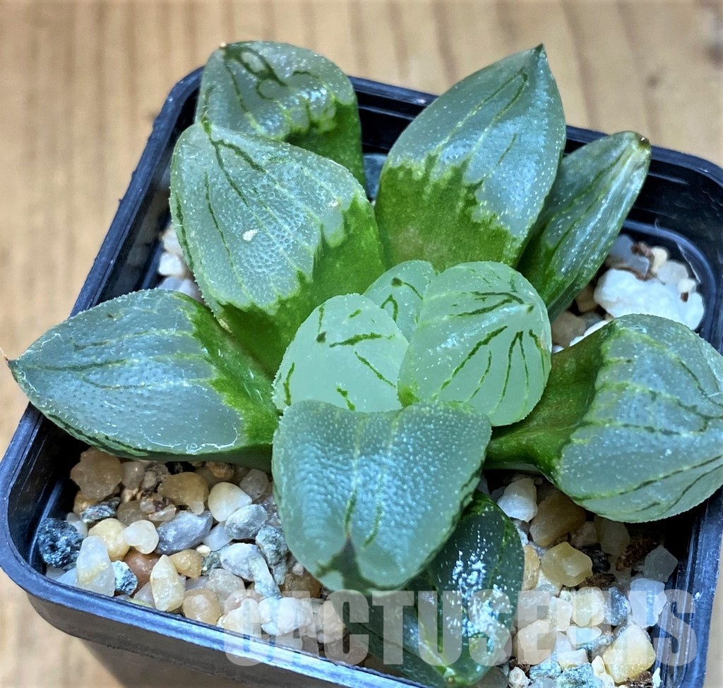 SH17138 Haworthia comptoniana mutant 'Corn Poppy' - Image 2