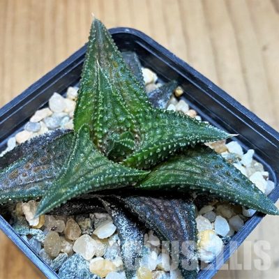 SH13596 Haworthia koelmaniorum 'Onigawara'