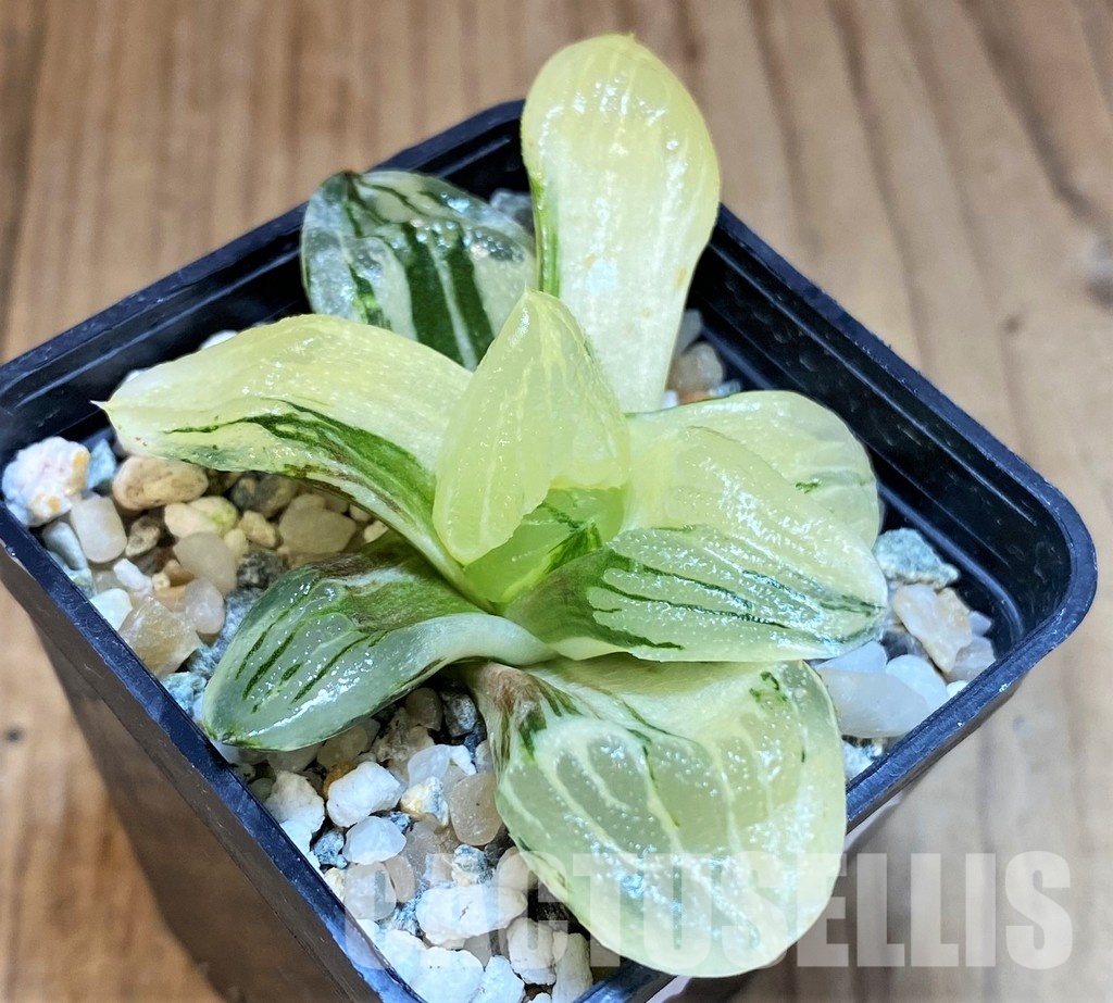 SH16819 Haworthia 'Ice City' f. variegata - Image 3