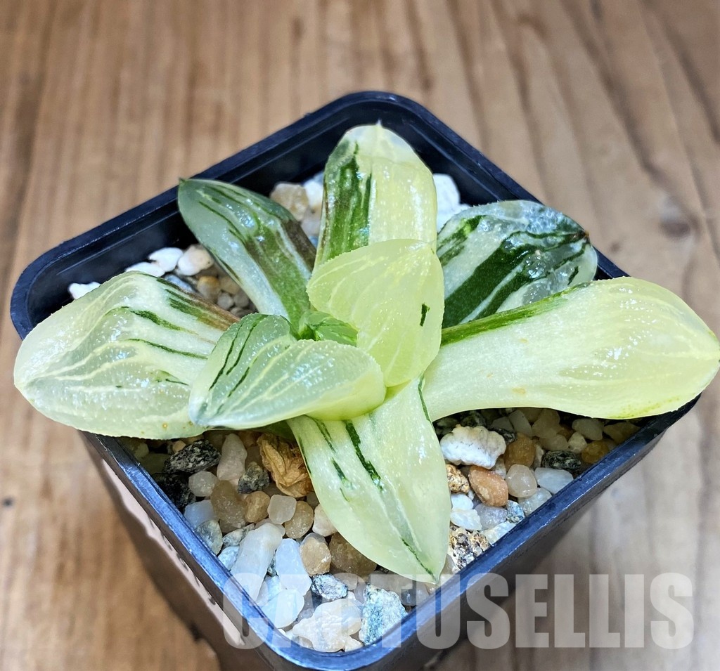 SH16819 Haworthia 'Ice City' f. variegata - Image 2