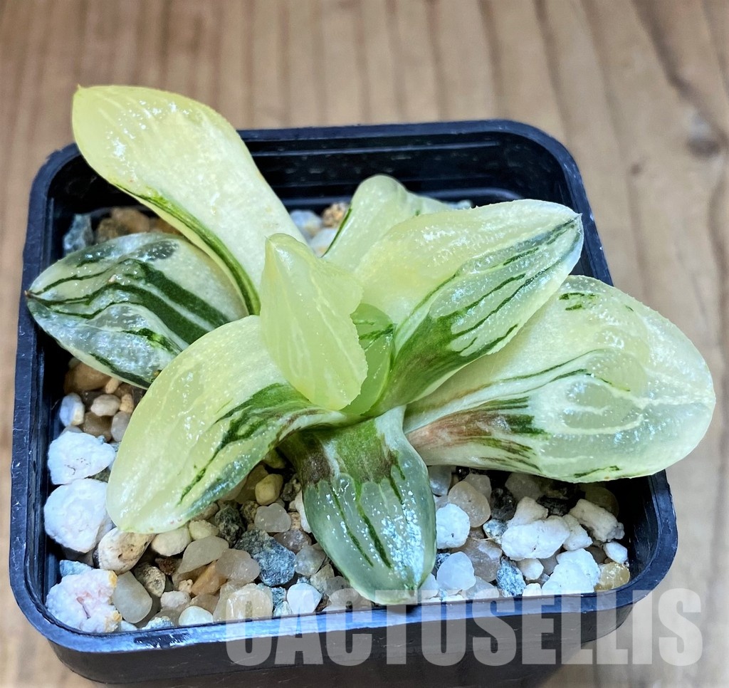 SH16819 Haworthia 'Ice City' f. variegata