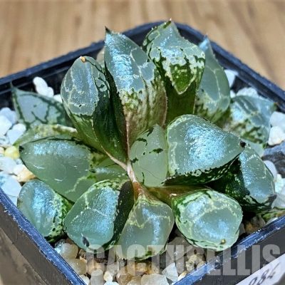 SH21984 Haworthia comptoniana mutant