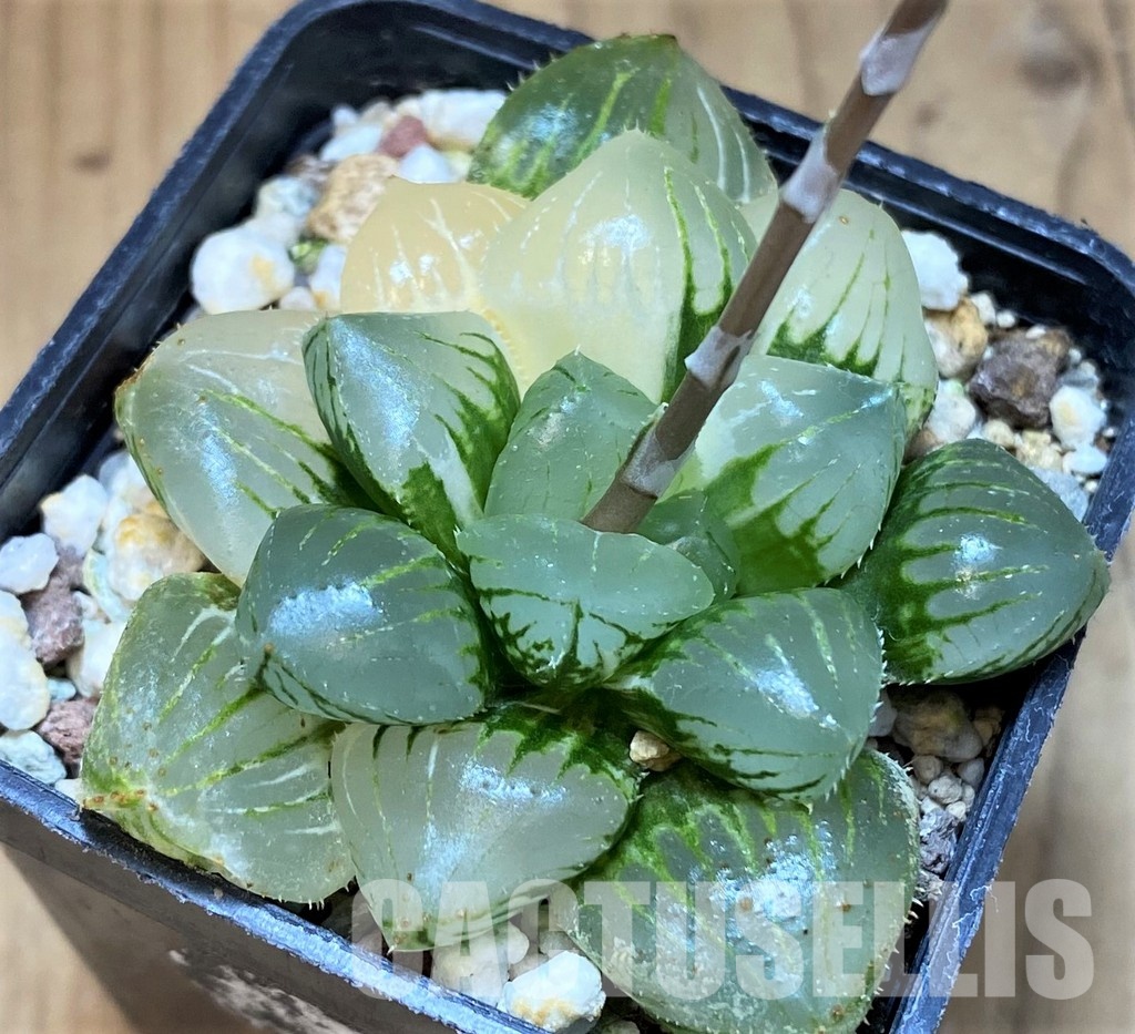 SH16835 Haworthia obtusa hybrid f. variegata - Image 3