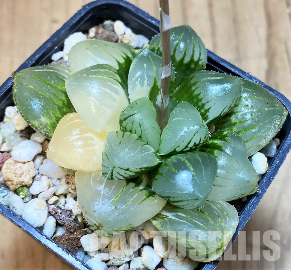 SH16835 Haworthia obtusa hybrid f. variegata - Image 2