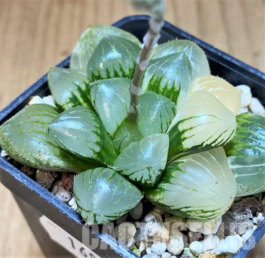 SH16835 Haworthia obtusa hybrid f. variegata