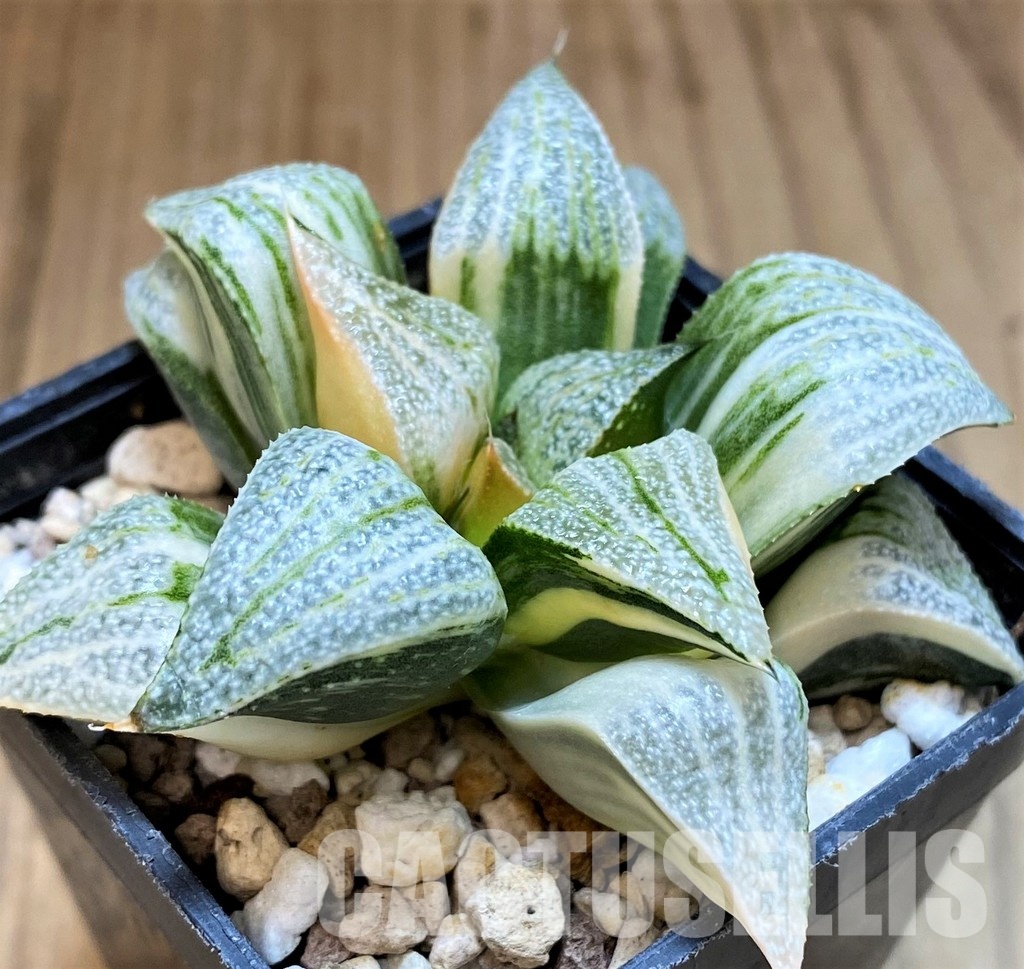 SH16593 Haworthia splendens f. variegata