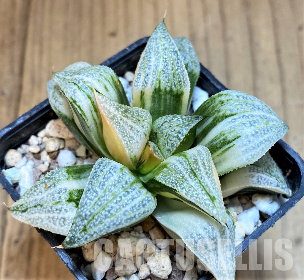 SH16593 Haworthia splendens f. variegata - Image 3