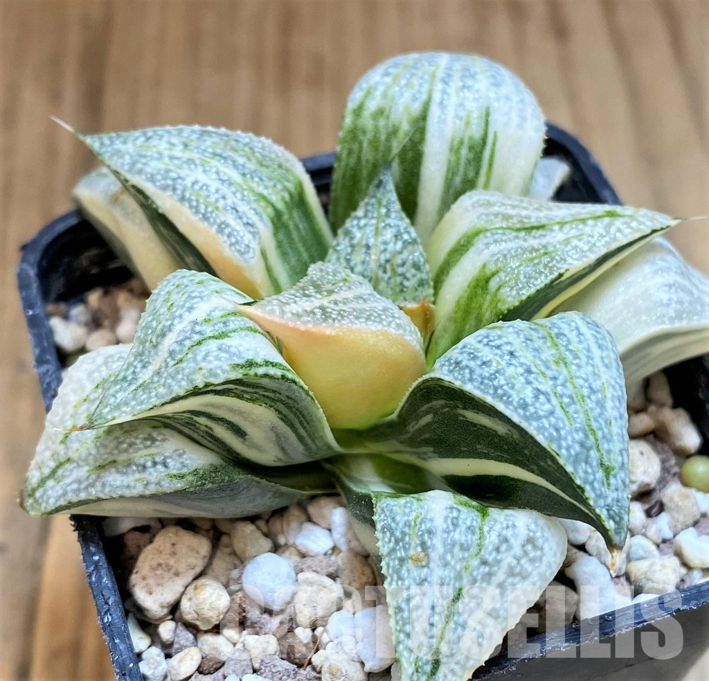SH16593 Haworthia splendens f. variegata - Image 2